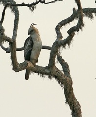 IMG_1154a crested hawk-eagle